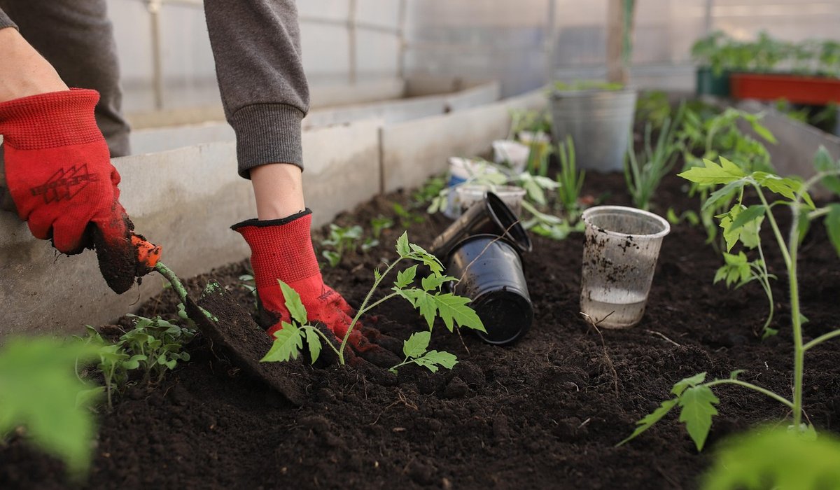 A Beginner's Guide to Composting Food Scraps