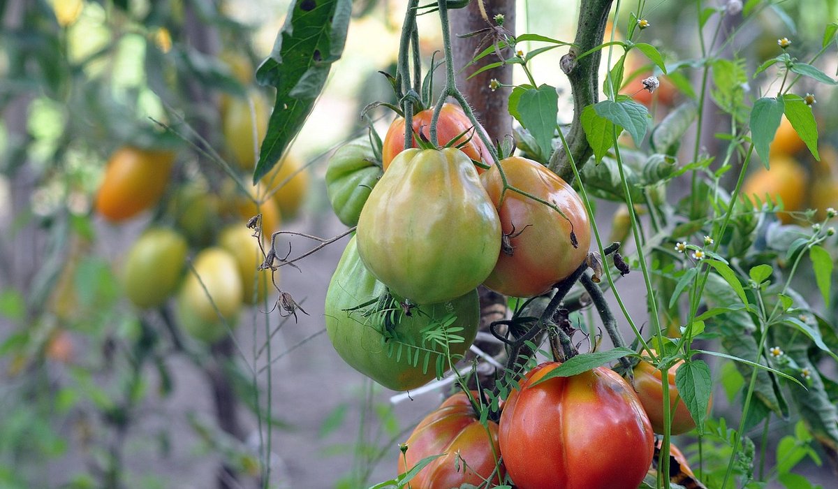 Growing Tomatoes in a British Climate