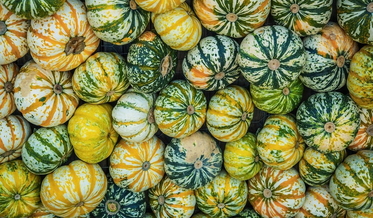 Starting a Small Vegetable Patch in Your Garden